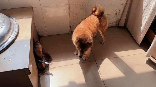 狗子爬墙吃瓜素材,萌态十足引网友热议