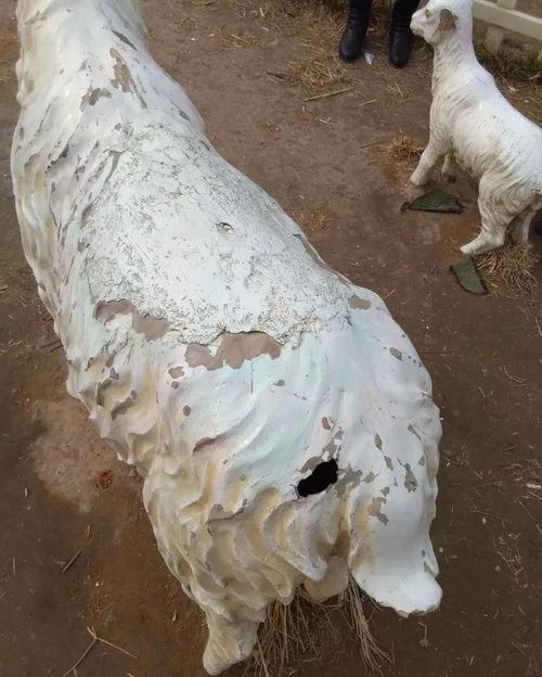 南乐网头条,聚焦本地热点，解码南乐发展新篇章