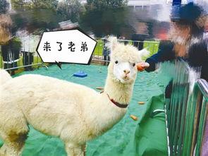 网红羊驼是谁唱的,是谁演绎了这首萌动心灵的旋律？