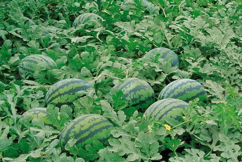 园子大型吃瓜现场,揭秘娱乐圈幕后风云