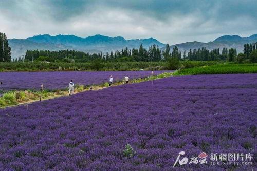 霍城县网红,探寻新疆魅力新地标