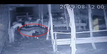 羊圈真实爆料视频播放,揭秘真实幕后故事