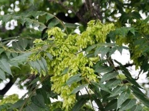 椿树网红,揭秘京城新晋打卡地背后的魅力