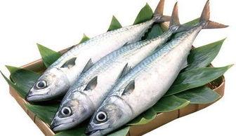 马鲛鱼给猫吃后吃贝贝瓜,马鲛鱼盛宴后的贝贝瓜奇遇记