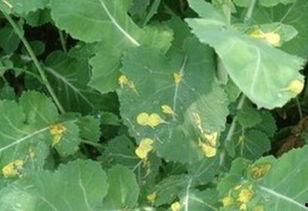 树叶寂然吃瓜,揭秘瓜界奇闻轶事