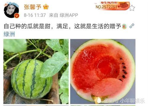 娱乐圈有什么瓜可以吃吗,揭秘明星幕后故事与热点事件